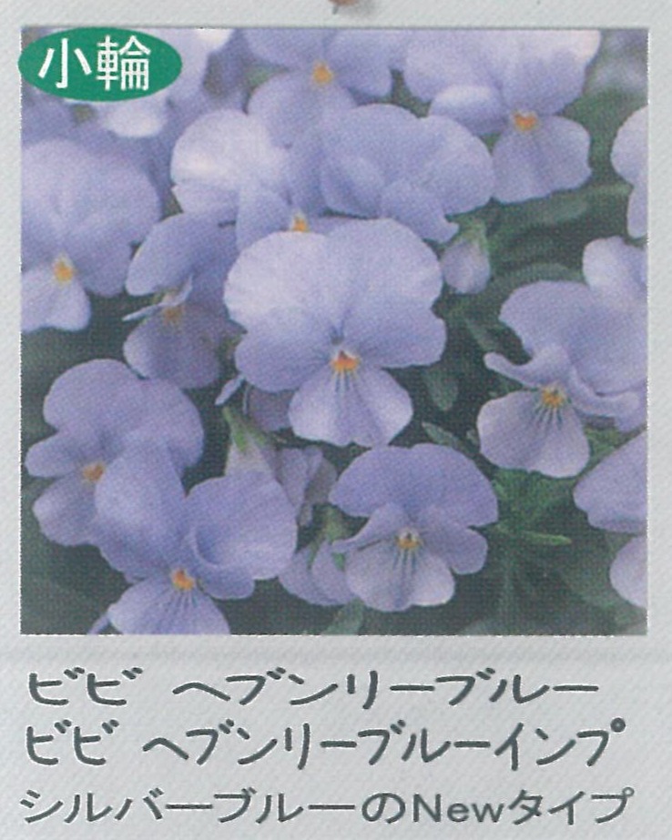 【先行予約商品】【産直】【送料1/2】ビオラ ビビ ヘブンリーブルーインプ 3.5号24入り